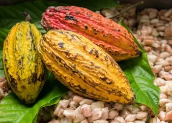 cocoa - norvanreports