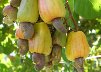cashew-norvanreports