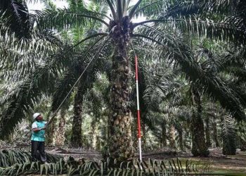 A Palm Oil Plantation in Malaysia - norvanreports