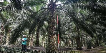 A Palm Oil Plantation in Malaysia - norvanreports