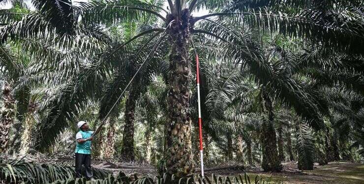 A Palm Oil Plantation in Malaysia - norvanreports
