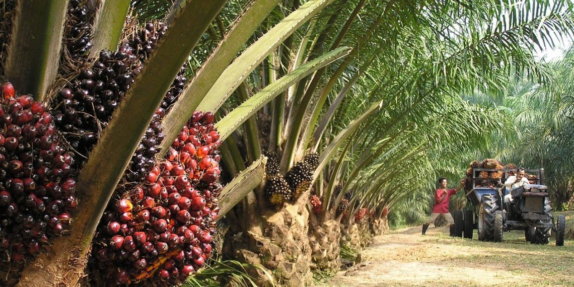 Ghana to West Africa’s next top exporter of palm oil