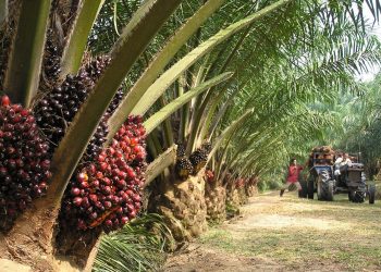 Palm Oil - norvanreports
