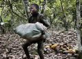 Cocoa child labour - norvanreports
