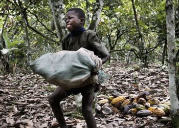 Cocoa child labour - norvanreports