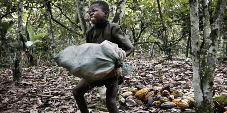 Cocoa child labour - norvanreports