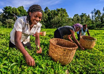 African women plucking tea leaves on plantation in Kenya, Africa.