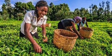 African women plucking tea leaves on plantation in Kenya, Africa.