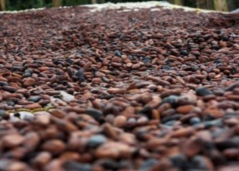 FILE PHOTO: Cocoa beans are pictured in Ghana's eastern cocoa town of Akim Akooko September 6, 2012. REUTERS/Kwasi Kpodo/File Photo
