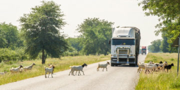 Francistown, Botswana, Africa - Goats crossing street in front of large tractor trailer