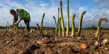 A seasonal worker harvests asparagus May 5.