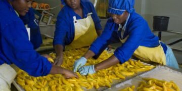 Staff placing freshly sliced mangoes on drying trays,. The fruit is dried for between 12 and 16 hours depending on water content  in large kilns. Mango drying facitly - Bavaria fruit  farm Hoedspruit  27th March 2008