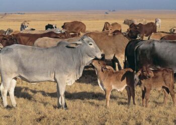A9GW8N Herd of Bhraman cattle South Africa One calf is licking the dewlap of its mother