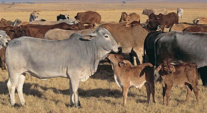 A9GW8N Herd of Bhraman cattle South Africa One calf is licking the dewlap of its mother