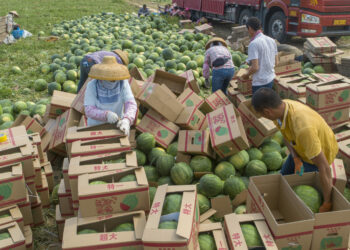 WANNING, CHINA - MARCH 26: Farmers harvest watermelons at a field on March 26, 2021 in Wanning, Hainan Province of China. (Photo by Yuan Chen/VCG via Getty Images)