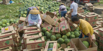 WANNING, CHINA - MARCH 26: Farmers harvest watermelons at a field on March 26, 2021 in Wanning, Hainan Province of China. (Photo by Yuan Chen/VCG via Getty Images)