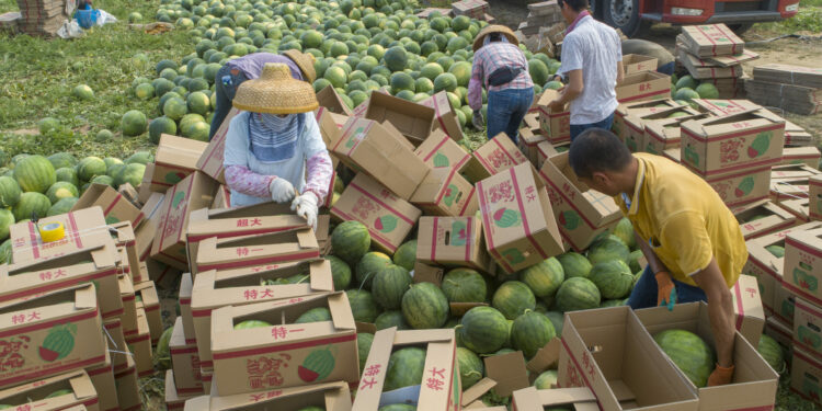 WANNING, CHINA - MARCH 26: Farmers harvest watermelons at a field on March 26, 2021 in Wanning, Hainan Province of China. (Photo by Yuan Chen/VCG via Getty Images)