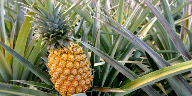 Pineapple tropical fruit growing in a farm