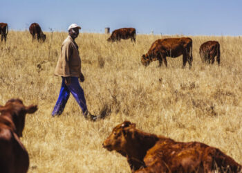 A worker checks on cattle grazing on the Ehlerskroon farm, outside Delmas in the Mpumalanga province, South Africa on Thursday, Sept. 13, 2018. A legal battle may be looming over plans by South Africas ruling party to change the constitution to make it easier to expropriate land without paying for it, with widely divergent views over the process that needs to be followed.