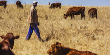 A worker checks on cattle grazing on the Ehlerskroon farm, outside Delmas in the Mpumalanga province, South Africa on Thursday, Sept. 13, 2018. A legal battle may be looming over plans by South Africas ruling party to change the constitution to make it easier to expropriate land without paying for it, with widely divergent views over the process that needs to be followed.