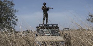 A ranger stands guard on top of a vehicle during an elephant collaring exercise at Pendjari National Park, near Tanguieta on January 10, 2018. - A telemetric or specific monitoring system of key species such as elephants, lions, leopards and cheetah are being implemented at Pendjari National Park by African Parks and the Benin Government in order to understand the movement of key species contributing to anti poaching and conservation efforts. (Photo by STEFAN HEUNIS / AFP)