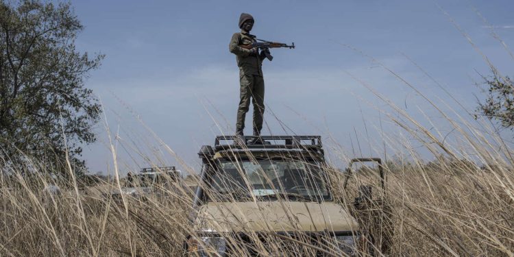 A ranger stands guard on top of a vehicle during an elephant collaring exercise at Pendjari National Park, near Tanguieta on January 10, 2018. - A telemetric or specific monitoring system of key species such as elephants, lions, leopards and cheetah are being implemented at Pendjari National Park by African Parks and the Benin Government in order to understand the movement of key species contributing to anti poaching and conservation efforts. (Photo by STEFAN HEUNIS / AFP)