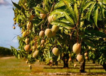 Close-up of a single mango fruit ripening amongst lush foliage on tree in tropical climate.  Horizontal format.